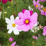 Is Coreopsis Poisonous to Dogs