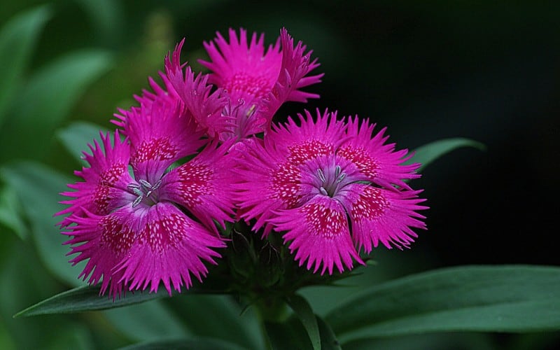 Is Dianthus Poisonous to Dogs