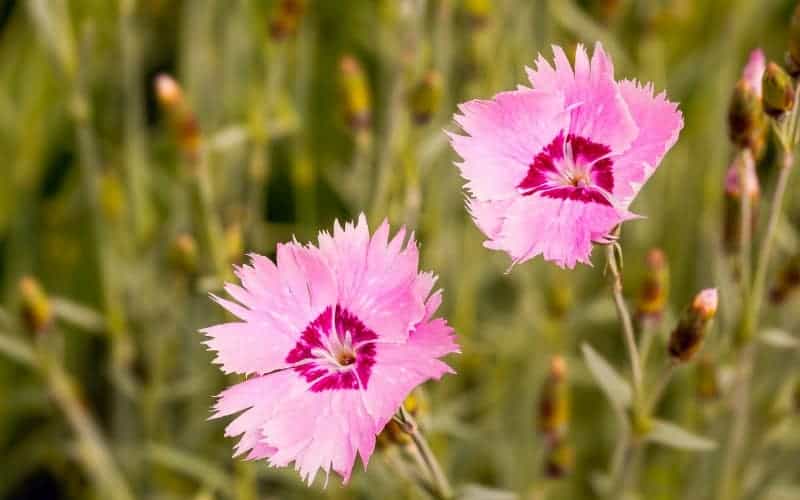 Is Dianthus Poisonous to Dogs