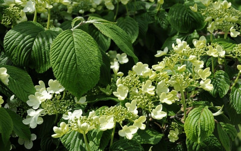 Japanese Snowball Bush