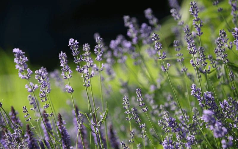 Lavender plant