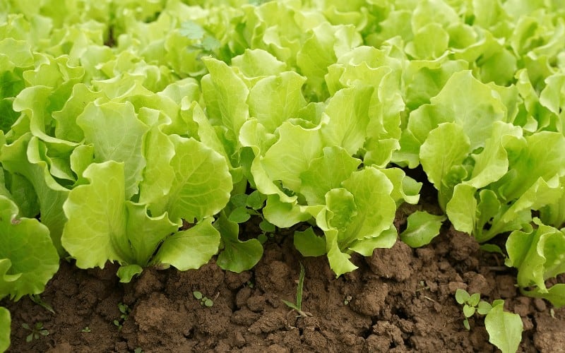 Lettuce