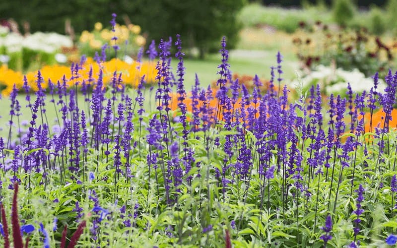 Meadow Sage