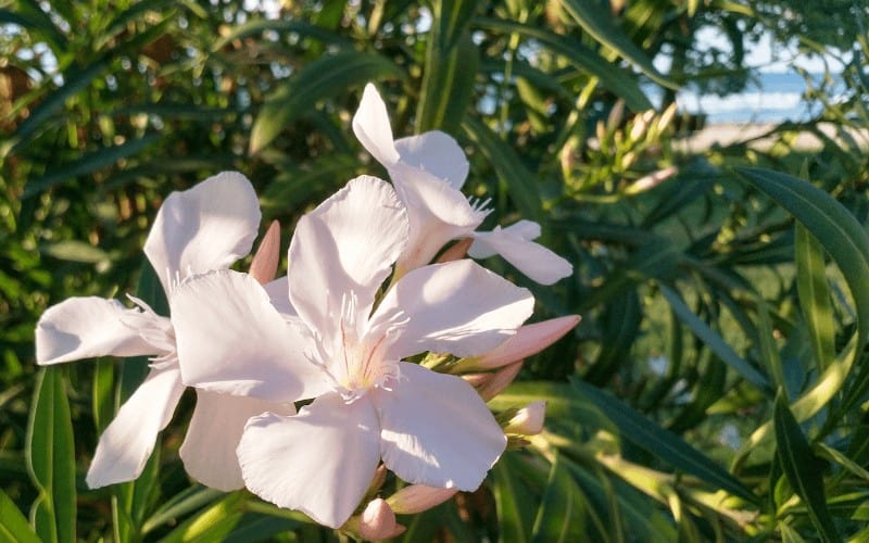 Oleander plant