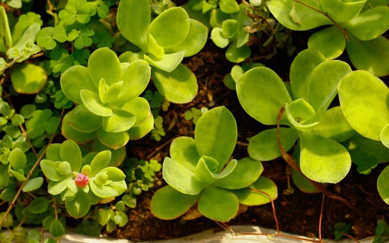 Paddle plant