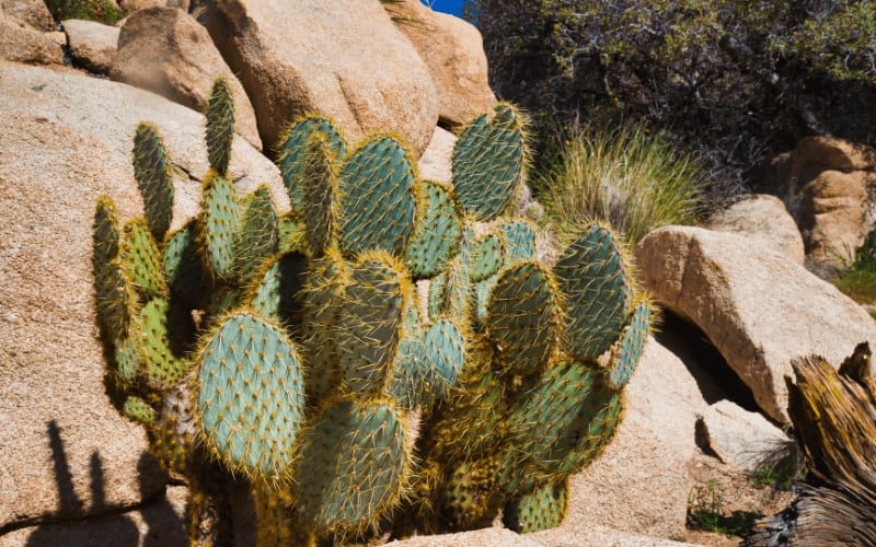 Pancake Prickly Pear