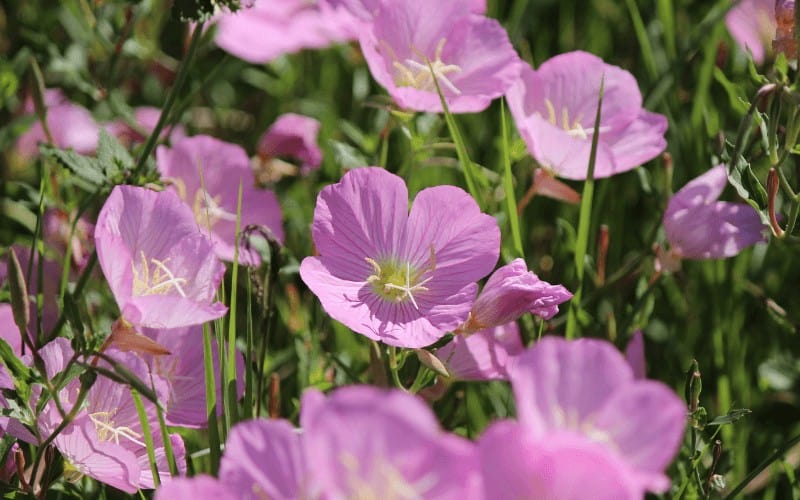 Pink evening primrose plant