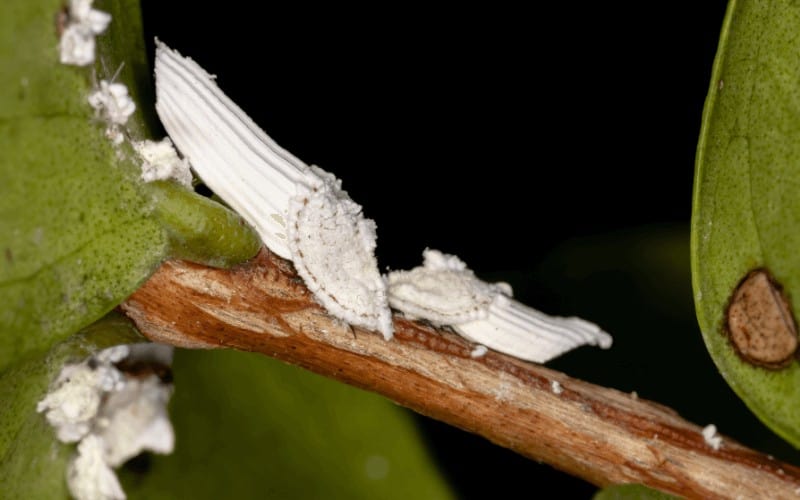 Scale insects on peonies