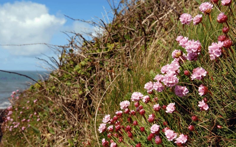 Sea Thrift