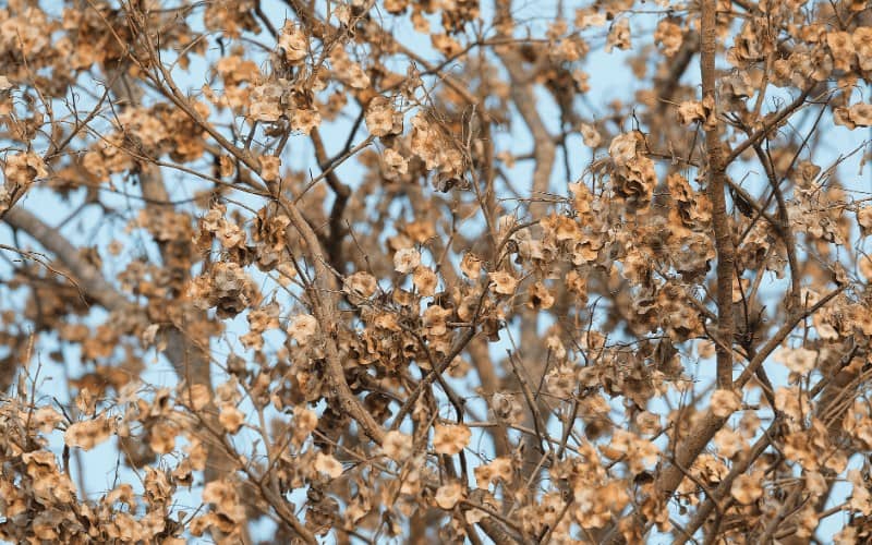 Signs of a Dying Cherry Tree