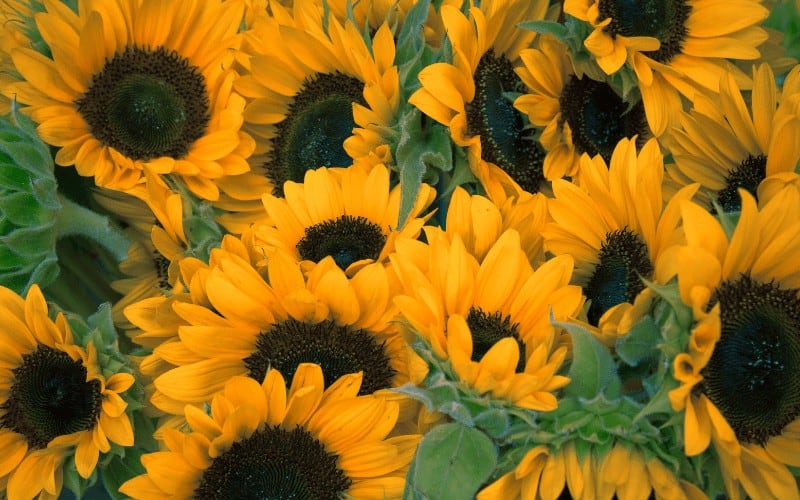 Sunflowers