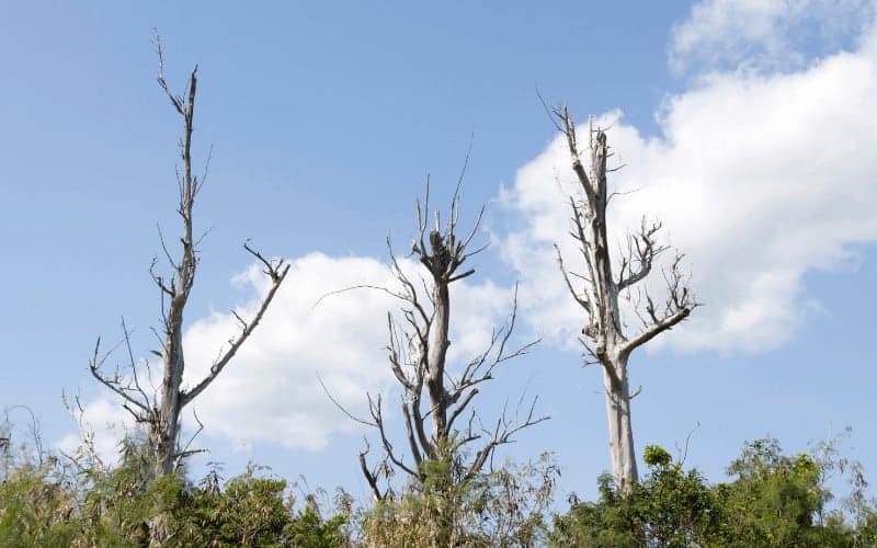 How Long Can a Dead Tree Remain Standing?