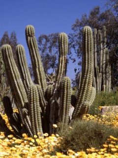 Types of Plants in The Desert