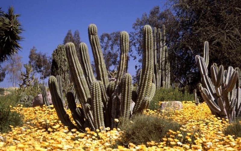 Which Type Of Plants Grow In The Desert at Lawrence Davis blog