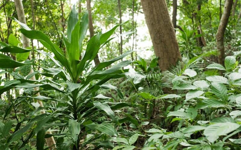 rainforest plants names