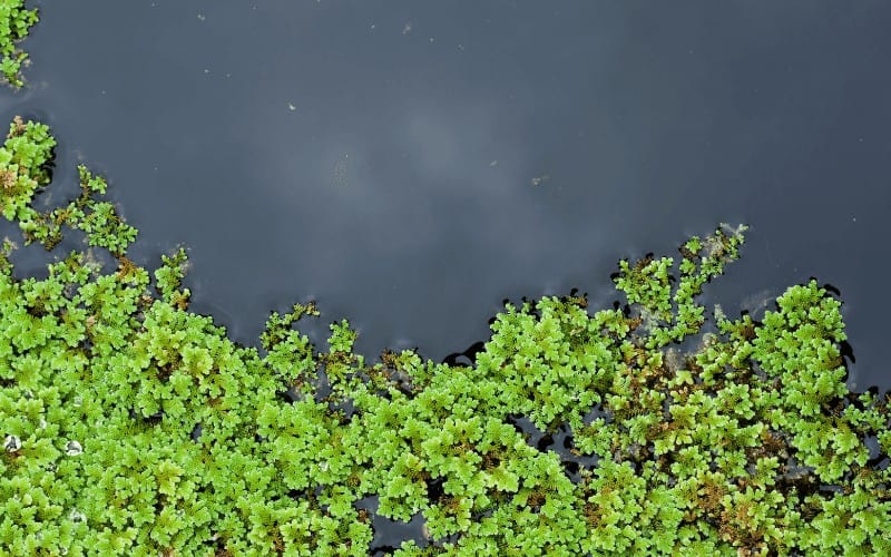 Water Hyacinth aquatic plants