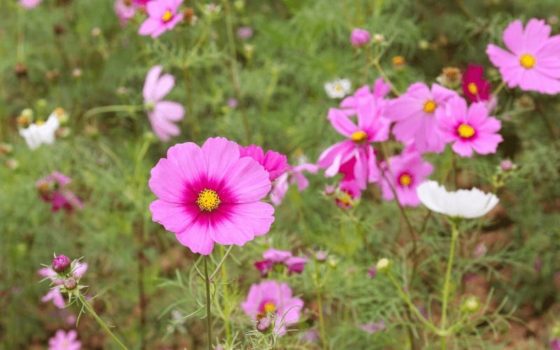 What Is Coreopsis