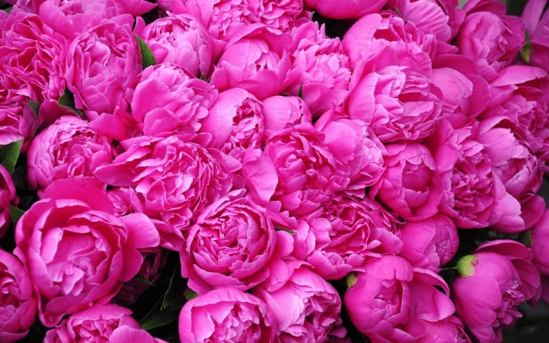 What To Do With Peonies After Flowering