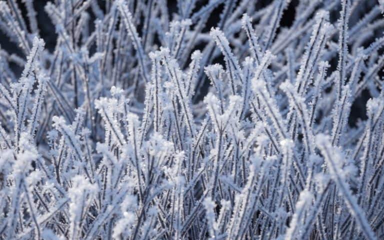 Does Spraying Plants With Water Prevent Frost Damage?