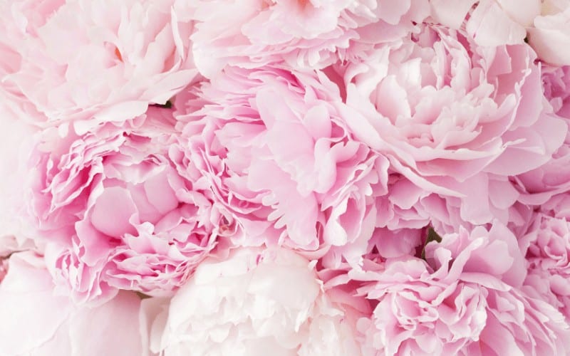 Why Is Deadheading So Important for Peonies