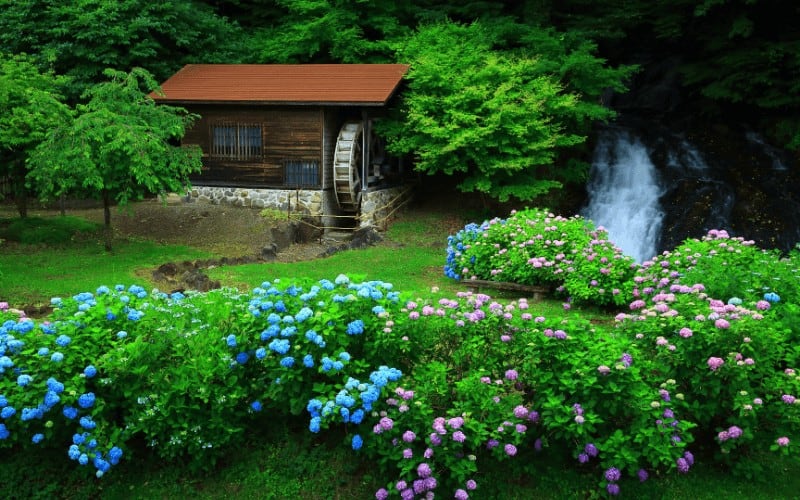 how much water do Hydrangeas need