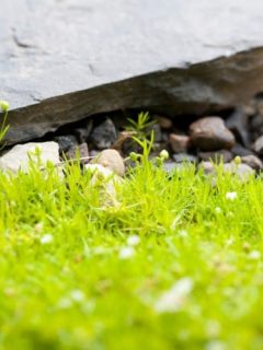 how to grow irish moss ground cover plant