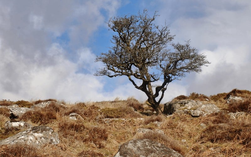 how to save a cherry tree that is dying