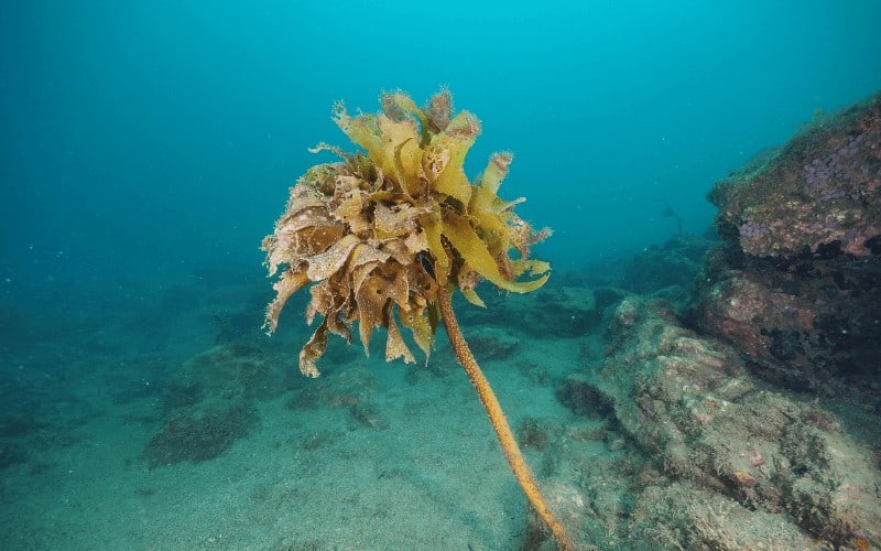 kelp plant