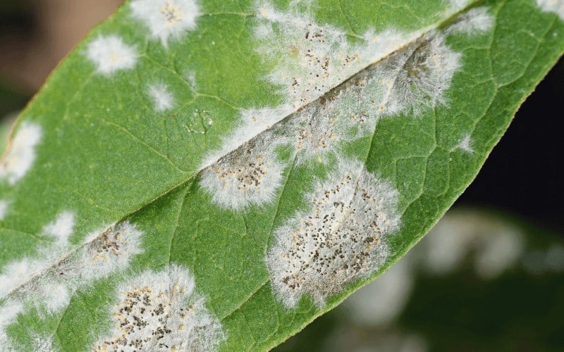 powdery mildew on peonies