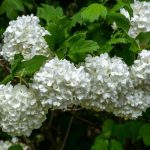 types of snowball bushes