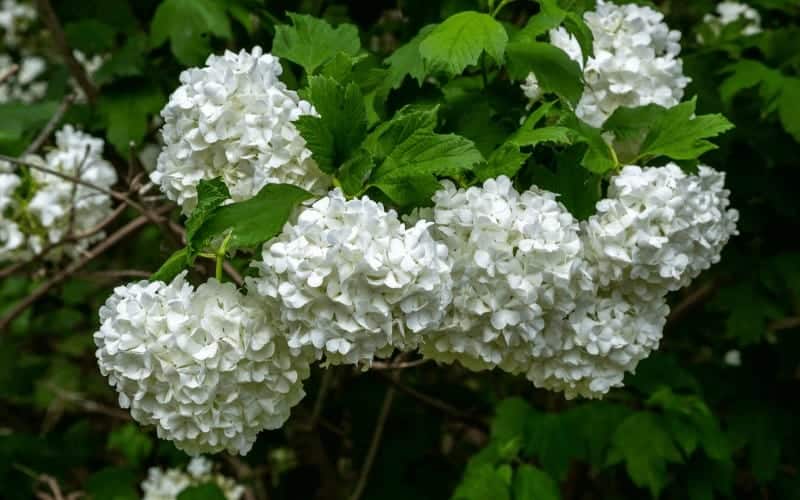 4-different-types-of-snowball-bushes