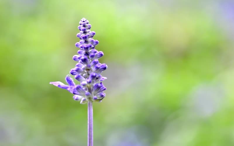 why Bugleweed is safe for Cats