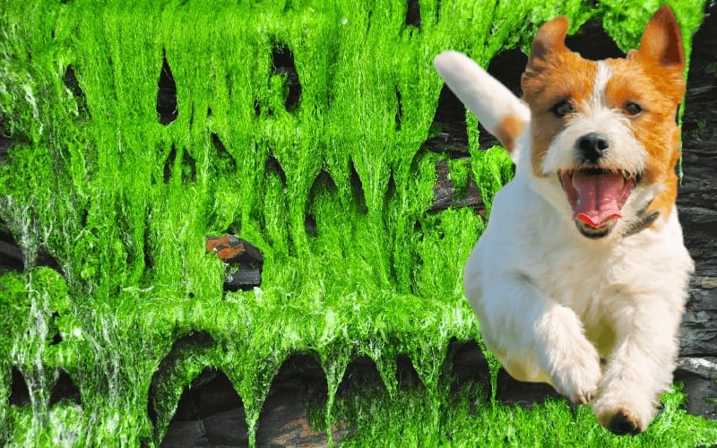 why Irish moss is Safe for Dogs