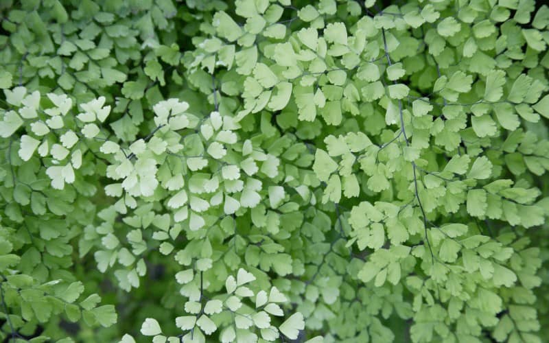 Adiantum plant