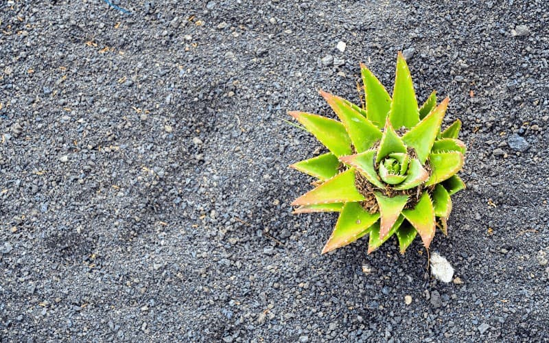 Aloe Vera plant