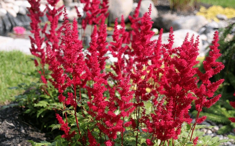 Astilbe plant