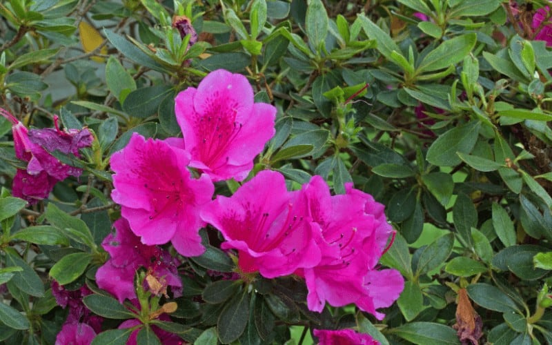 Azaleas plant