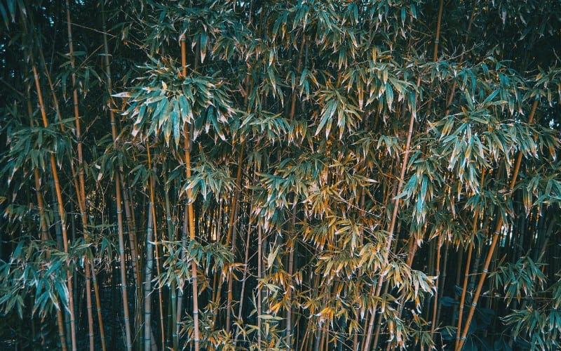 Bamboo plant