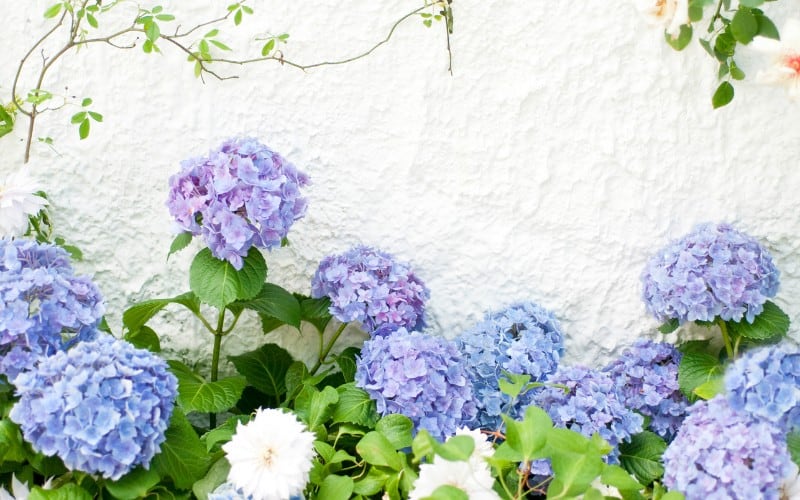 Best Time to Prune Hydrangeas