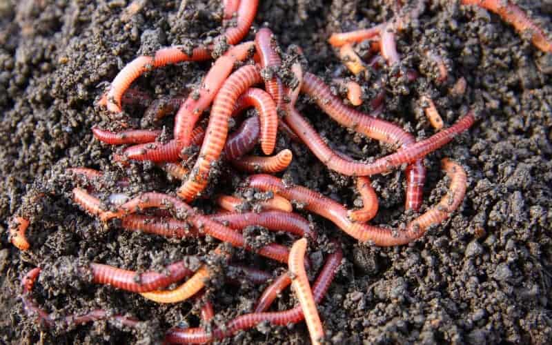 Bokashi Vs Key Differences