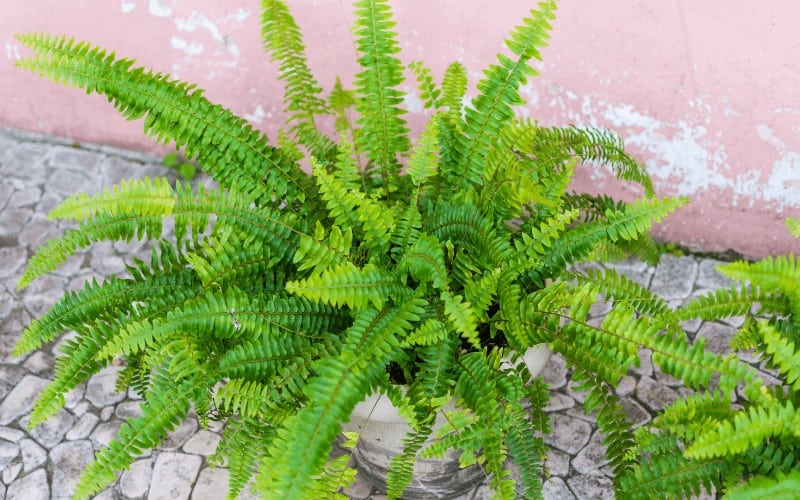 Boston Fern plant