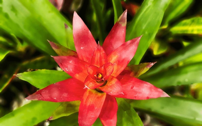 Bromeliaceae plant