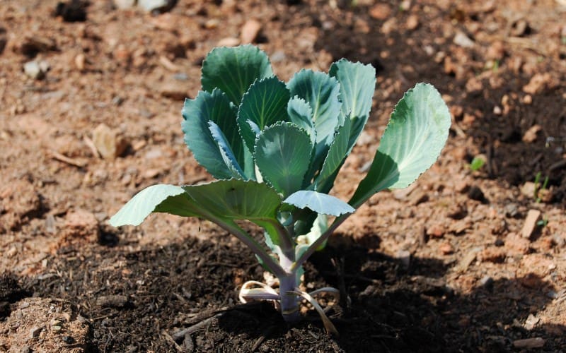 Brussels Sprouts Growing Stages