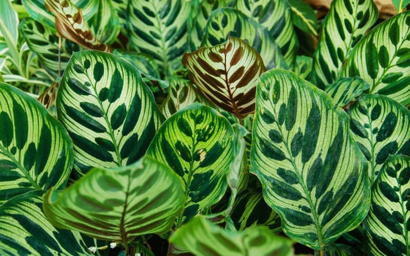 Calathea makoyana plant