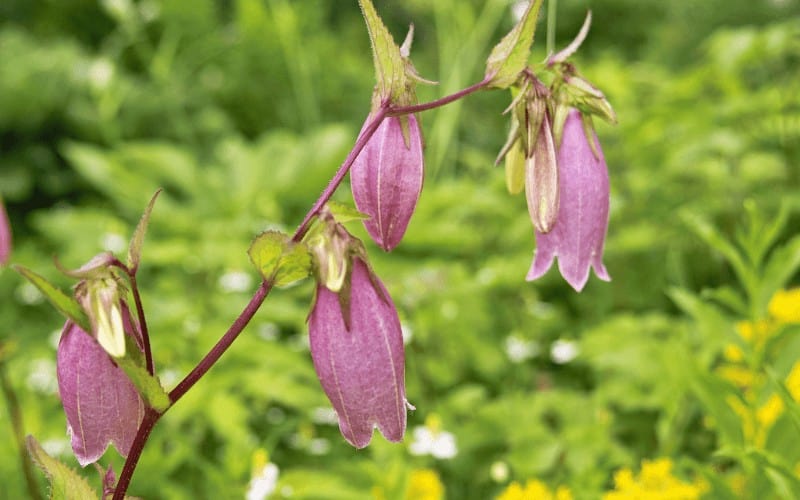 Campanula plant