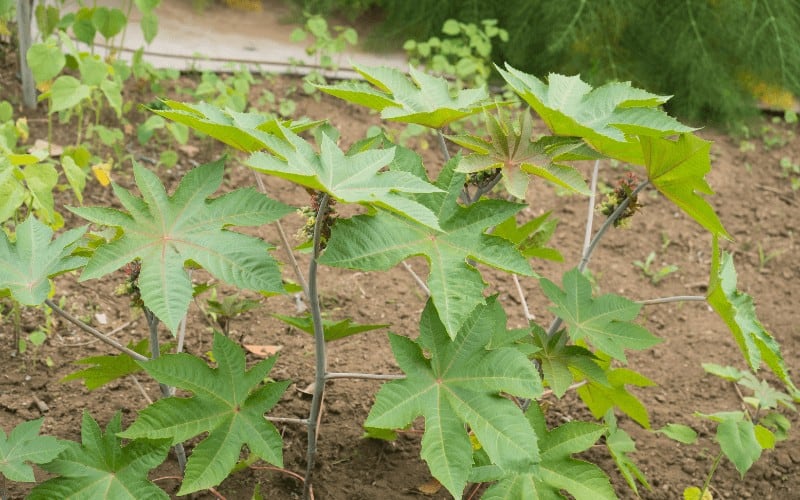 Castor Oil plant