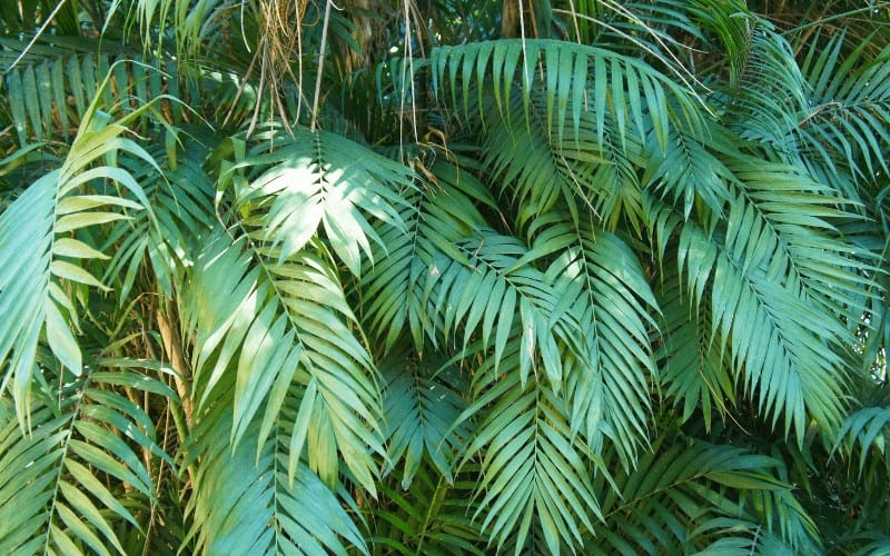 Chamaedorea elegans plant