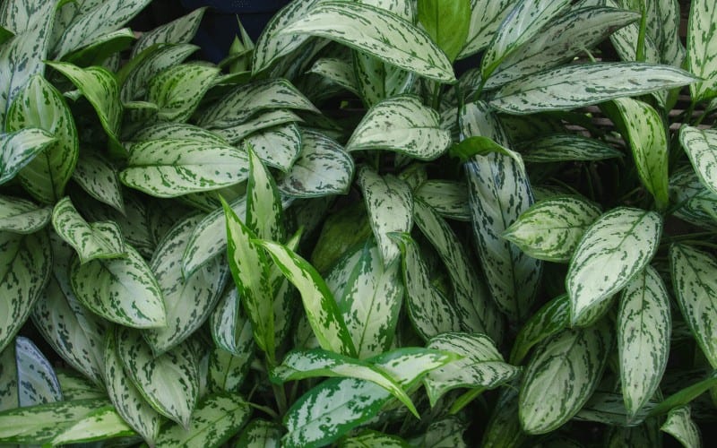 Chinese Evergreen plant