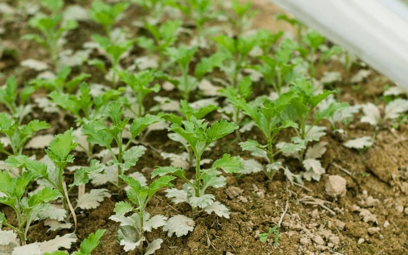 Chrysanthemum plant