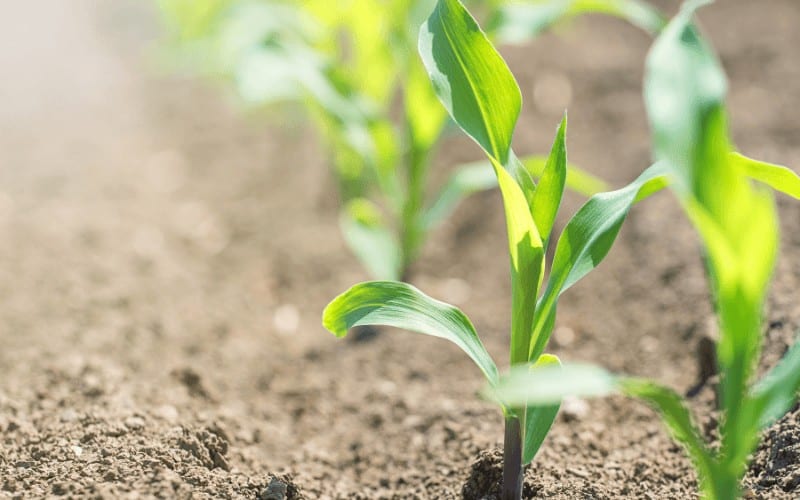 Corn Plant